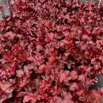 Heuchera hybridná (Heuchera hybrida) ´FIRE CHIEF´® výška: 20-30 cm, ∅ 20-30 cm, kont. C2L